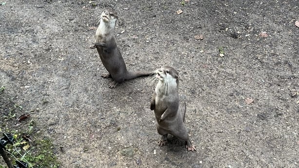 Two otters being cared for at Secret Valley park in County Wexford