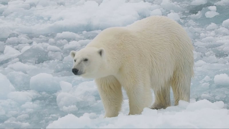 Further sea‑ice losses could still harm Svalbard bears by forcing longer travel distances to reach hunting grounds