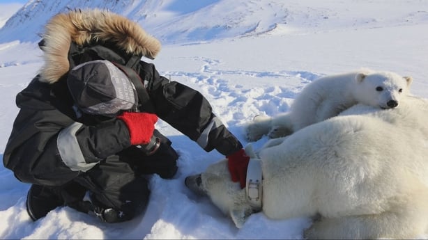 Photo shows researchers testing a polar bear mother and cub