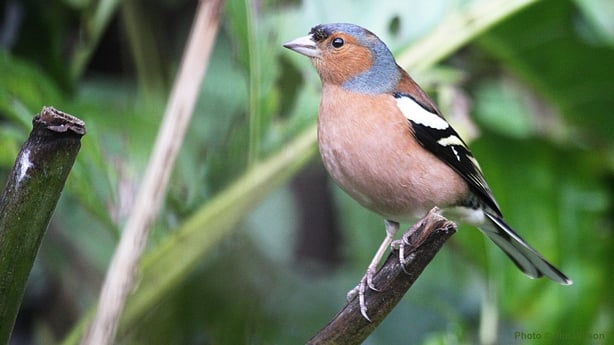 Chaffinch (photo by Jim Wilson)