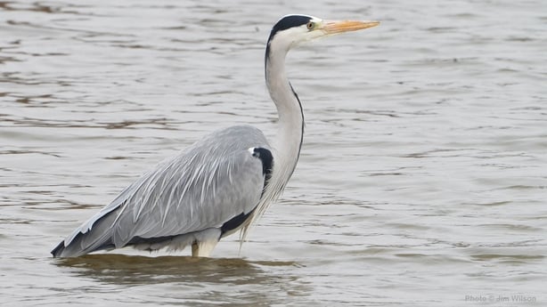 Grey Heron (photo by Jim Wilson)