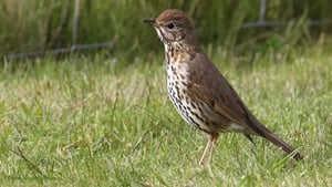 Mooney Goes Wild show image