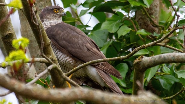 Sparrowhawk (photo by Jim Wilson)