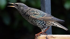 Mooney Goes Wild Monday February 2nd 2026 show image