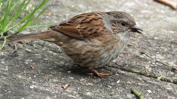 Dunnock (photo by Jim Wilson)
