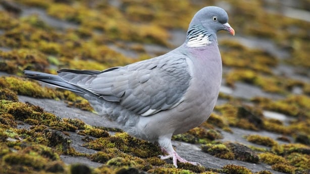 Woodpigeon (photo by Jim Wilson)