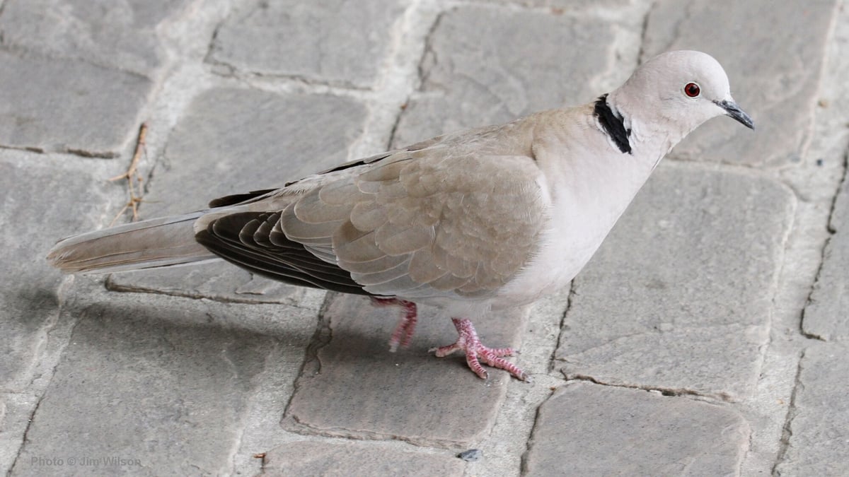 The Collared Dove: An Avian Success Story