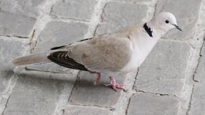 The Collared Dove: An Avian Success Story show image