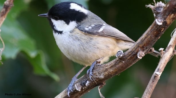 Coat Tit (photo by Jim Wilson)