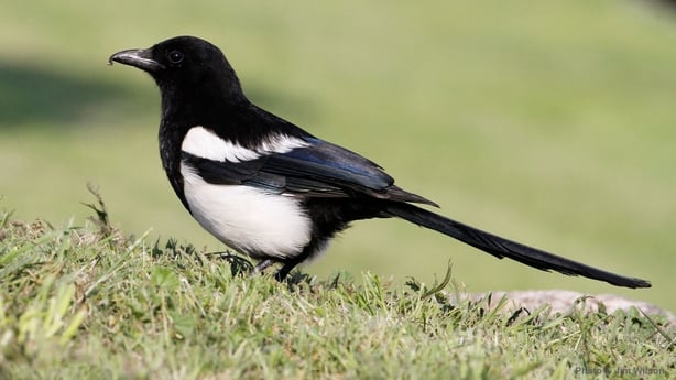Magpie (photo by Jim Wilson)