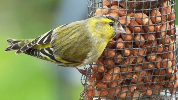 Siskin (photo by Jim Wilson)