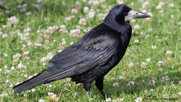 Rook (photo by Jim Wilson)