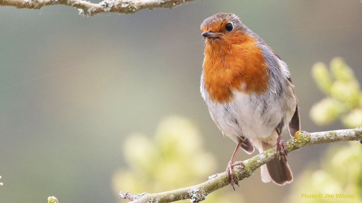 Nature On One: Great Big Garden Birdwatch