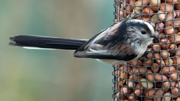 Long-tailed Tit (photo by Jim Wilson)