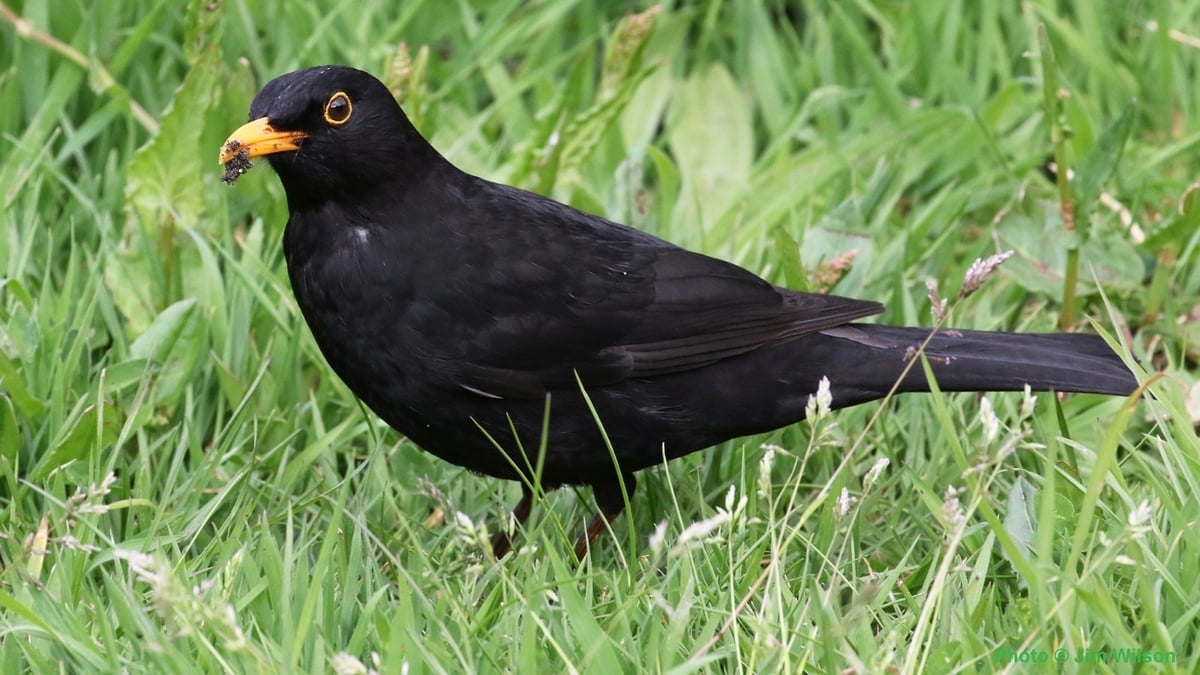 Track the birds in your back garden
