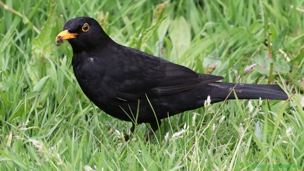 Track the birds in your back garden