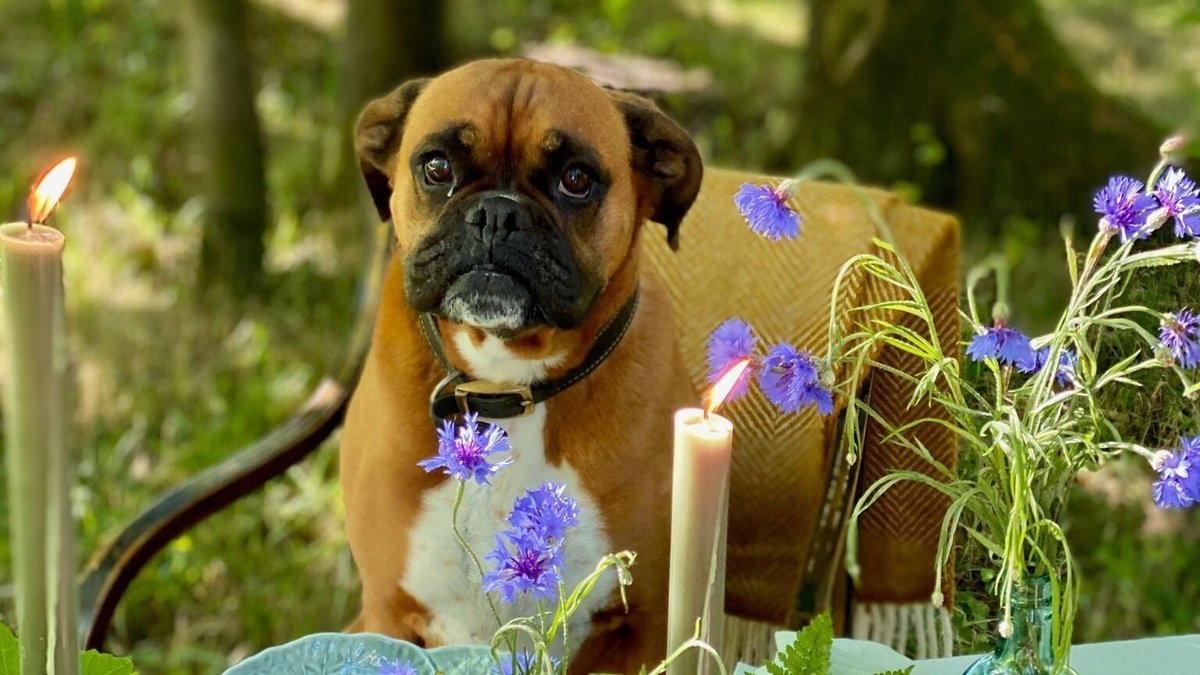 The grief that comes from losing a pet with Clodagh McKenna