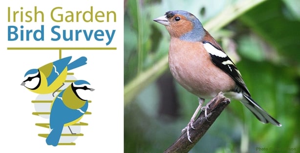 garden_bird_survey_chaffinch