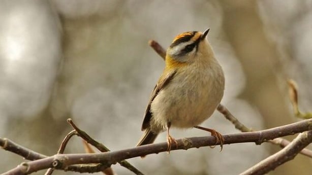 Firecrest-Jo-Garbutt-BirdWatch Ireland