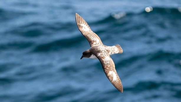 A Manx Shearwater flying low over the blue ocean waves (photo XingChao Zhang/ Getty)