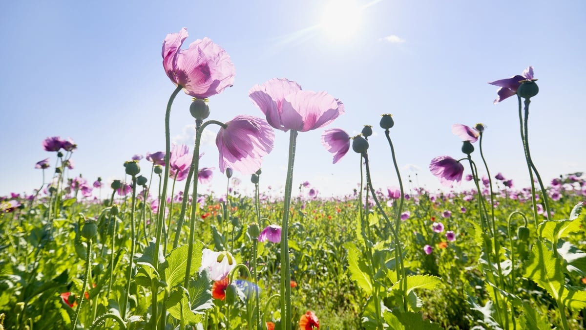 What On Earth Is "Biophilia"?