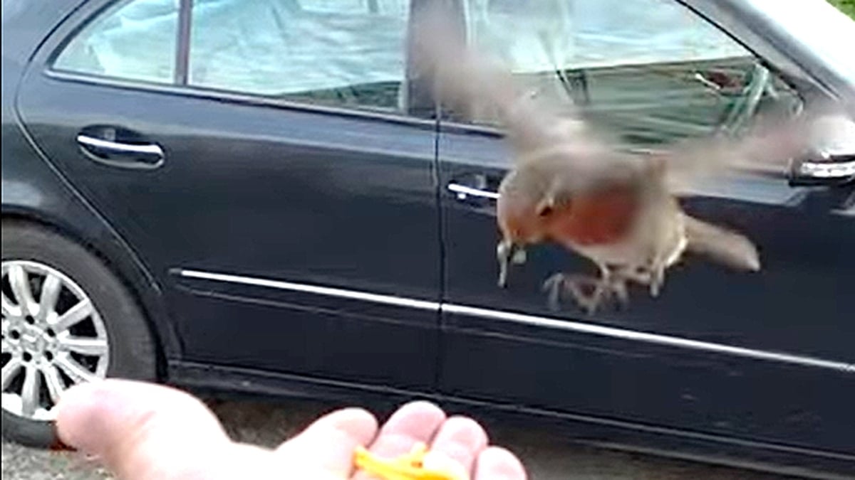 The Robins Of Richie Ryan