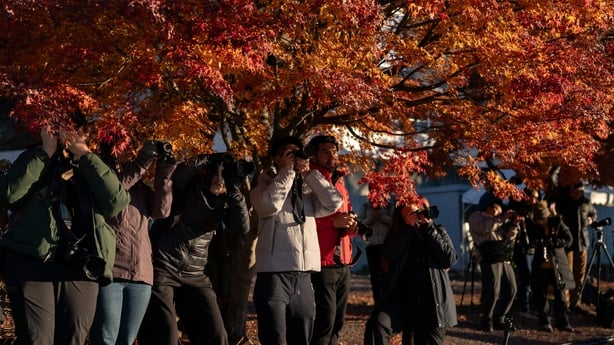 Tourists take photographs of Mount Fuji through maple leaves on a beach of Lake Kawaguchiko 