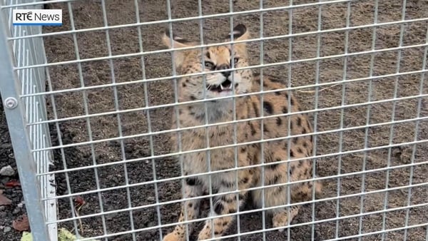 Servals, macaques and geckos - Ireland’s exotic rescues