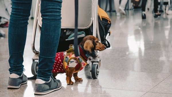 A small dachshund wearing a red sweater and harness stands attentively beside its owner, who is holding a pushing a luggage cart in a busy airport terminal with people walking in the background.