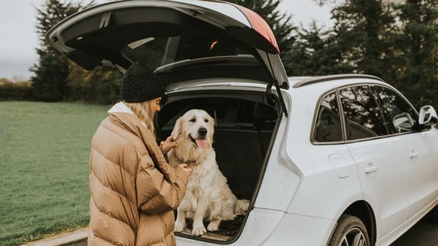 A young golden retriever sits in a boot, he pants, but looks relaxed as he sits in a car boot, waiting to embark on a journey. His young female owner stands beside him, preparing to close the car door.