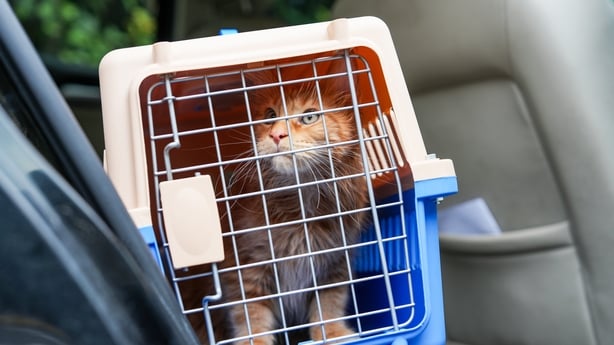 Ginger tabby cat closed in transport box or pet carrier. Cat to vets.