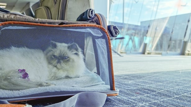 A calm and relaxed cat waits for his flight inside a carrier in the airport lounge