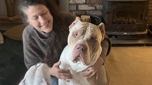 XL Bully Ban show image