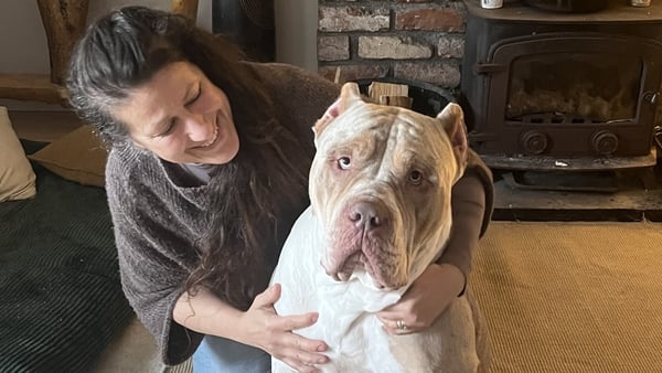 Kerry Ryan in her home with her XL Bully "Hugh Jackman"