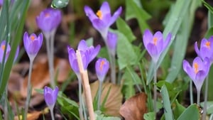 Suaimhneas show image