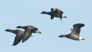 Brent Geese Sightings show image