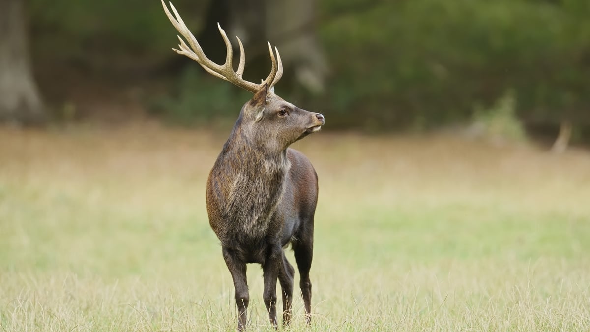 Designated deer: Sika added to the list of EU invasive alien species