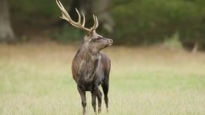 Designated deer: Sika added to the list of EU invasive alien species show image