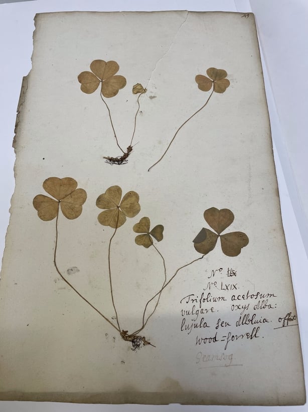 Oldest Shamrock