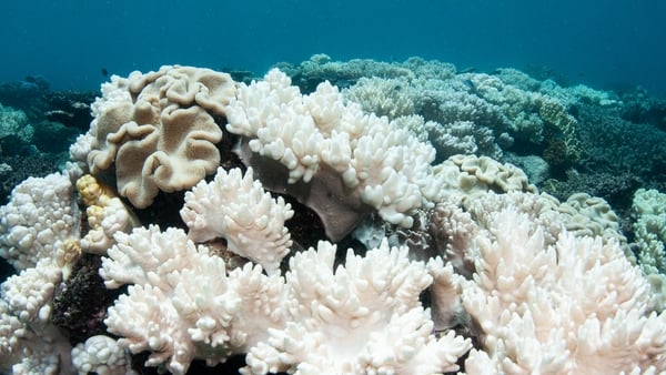 Coral bleaching on the Great Barrier Reef during a mass bleaching event in 2017