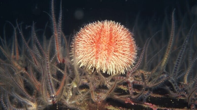 Photos of undersea images - Galway Bay - pic Pat McGrath - RTE