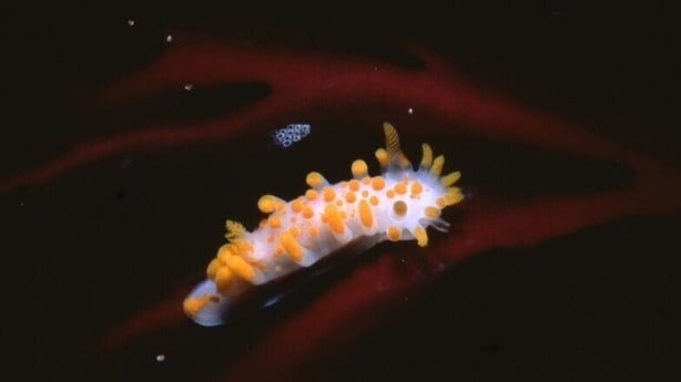 Photos of undersea images - Galway Bay - pic Pat McGrath - RTE (photo John Costelloe)