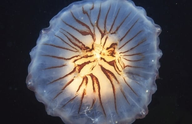 Photos of undersea images - Galway Bay - pic Pat McGrath - RTE photo John Costelloe