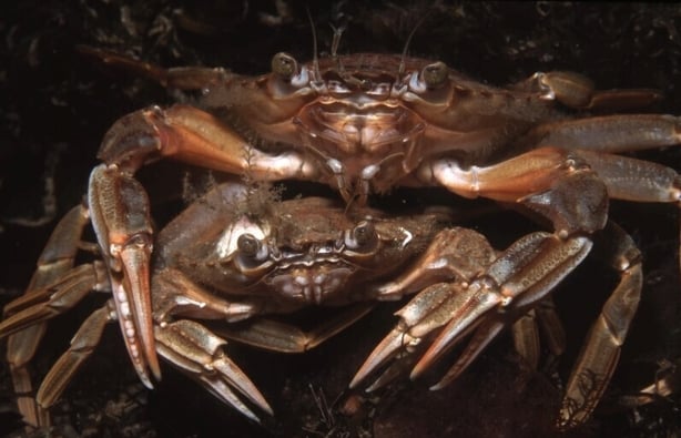Galway Bay undersea images by John Costelloe - Pat McGrath - RTE