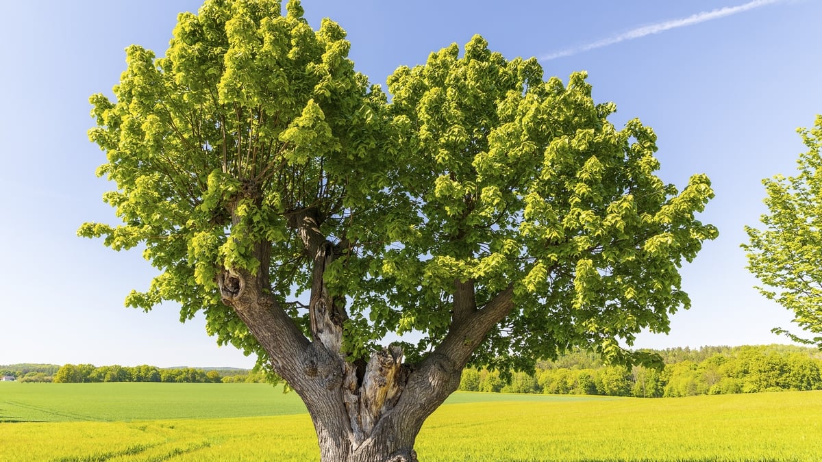 Dr. Matthew Jebb is back... it’s about lime!