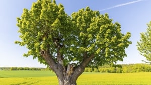 Dr. Matthew Jebb is back... it’s about lime! show image