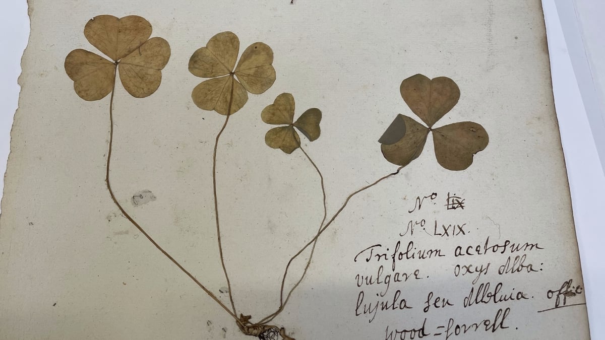Ancient shamrock at the Trinity College Herbarium