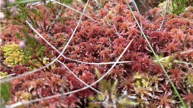 Sphagnum capillifolium in blanket bogs, Killarney National Park, Co. Kerry 