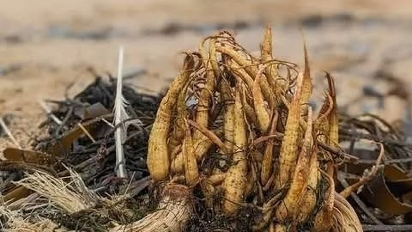Toxic plant found on Dublin beach in second sighting