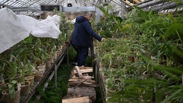 Roman Ivannikov tends plant at the National Botanical Garden in Ukraine